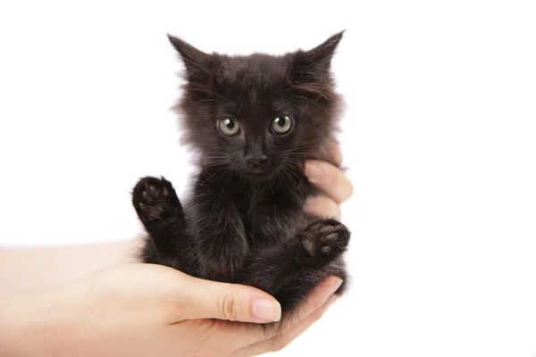 Gatinho preto — Fotografia de Stock