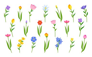 Bahar çiçekleri lale yassı yeşil dal vektörü seti