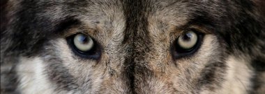 Bir kurt gözlerini kapatır. 