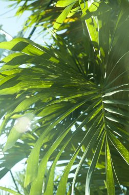 Güneş ışınları yoluyla Peaking ile palmiye yaprağı