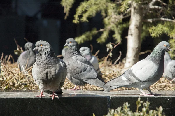 Kaldırıma güvercinler — Stok fotoğraf