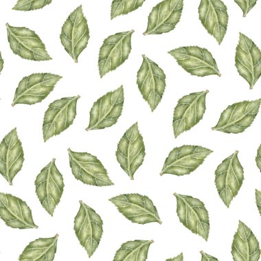 Suluboya Koreli Ginseng Yapraksız Şablon. Botanik suluboya. Bu ruhani ve bitkisel motif canlılığı simgeliyor ve eczacı markalaşması, ay ritüeli kırtasiyesi veya sağlıklı ambalajlar için mükemmel bir dayanak.