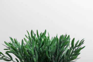 Beyaz arka planda yeşil bir bitkinin yapraklarını yakın plan, yukarıda yazmak için boşluk var, yatay fotoğraf