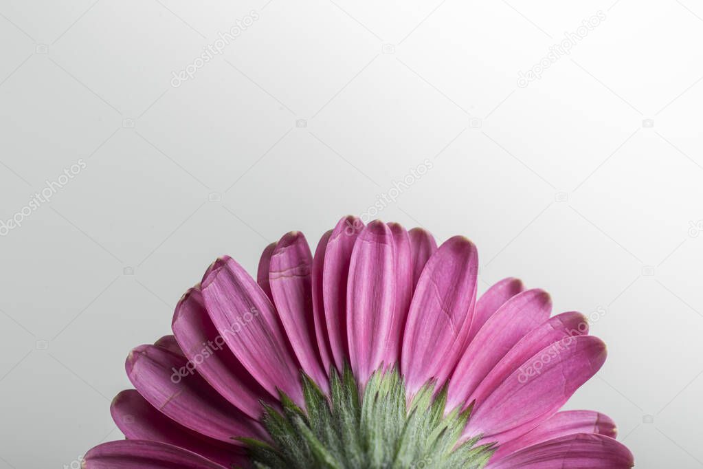 flowers, macro of half a pink petal flower viewed from behind on a white background with space to write, horizontal photo