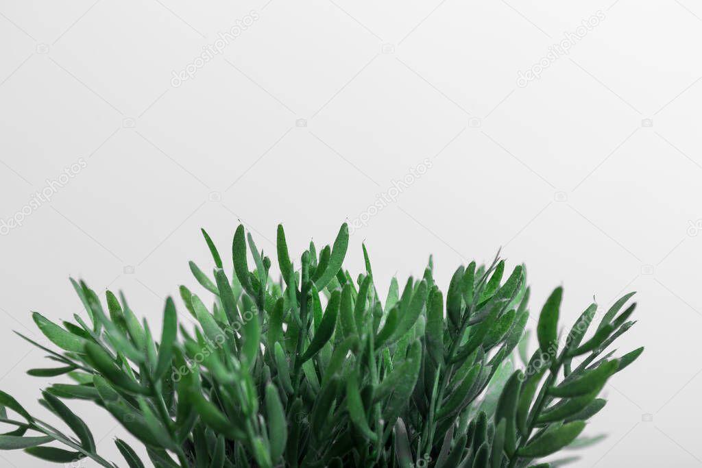 closeup of the leaves of a green plant on a white background, there is space to write above, horizontal photo
