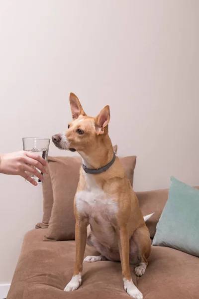 Σκύλος Πίνει Νερό Από Ένα Ποτήρι Χέρι Ενός Ατόμου Δίνει — Φωτογραφία Αρχείου
