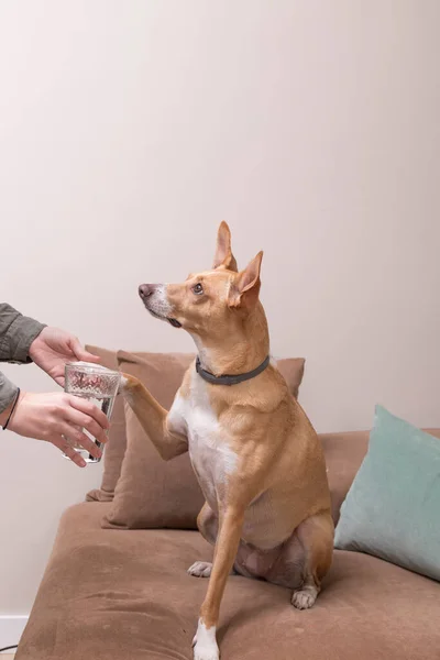 Σκύλος Δίνει Πόδι Στον Ιδιοκτήτη Του Που Του Προσφέρει Νερό — Φωτογραφία Αρχείου