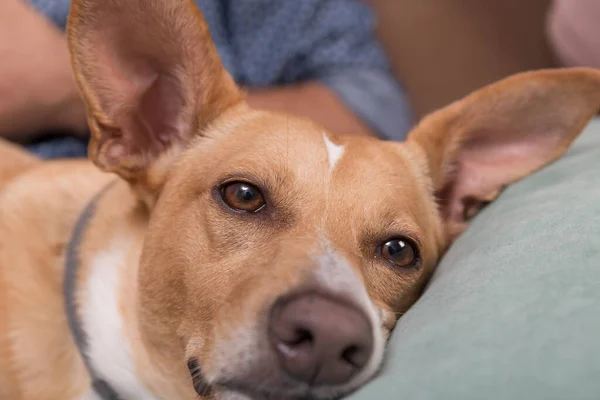 Mascotas Primer Plano Cara Perro Bronceado Marrón Color Con Ojos — Foto de Stock