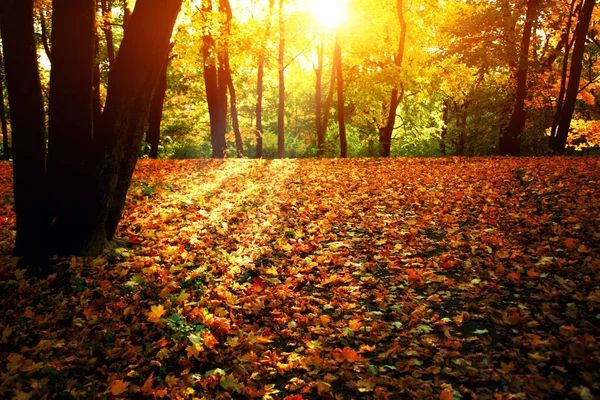 Schöne Herbst Hintergrund Mit Gelben Und Roten Blättern — Stockfoto