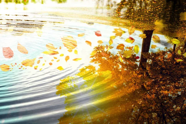 Mooie Herfst Achtergrond Met Gele Rode Bladeren — Stockfoto