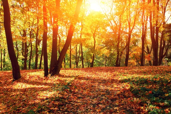 Krásné Podzimní Pozadí Žlutými Červenými Listy — Stock fotografie