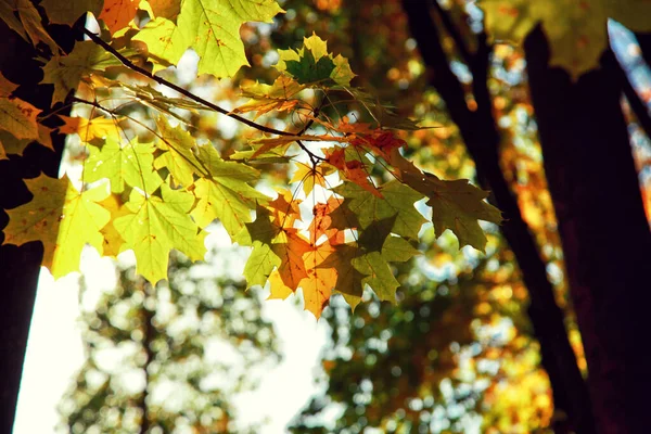 Mooie Herfst Achtergrond Met Gele Rode Bladeren — Stockfoto