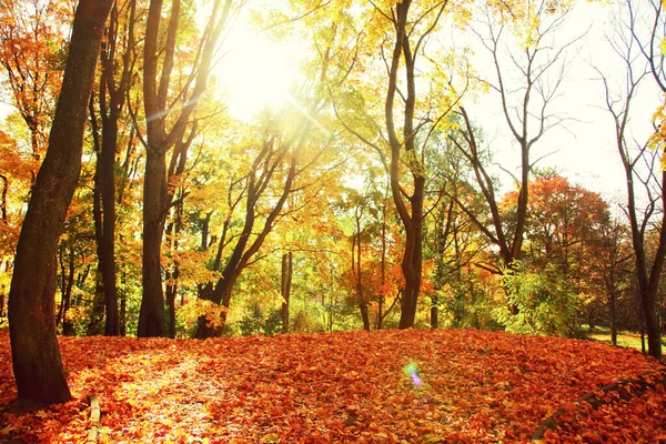 Hermoso Fondo Otoño Con Hojas Amarillas Rojas — Foto de Stock