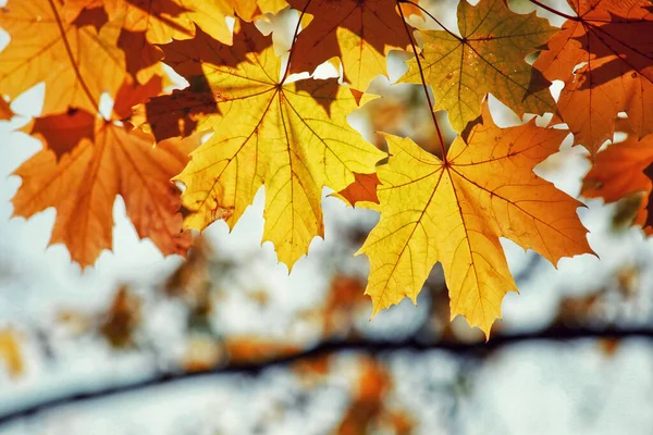 Bello Sfondo Autunnale Con Foglie Gialle Rosse — Foto Stock