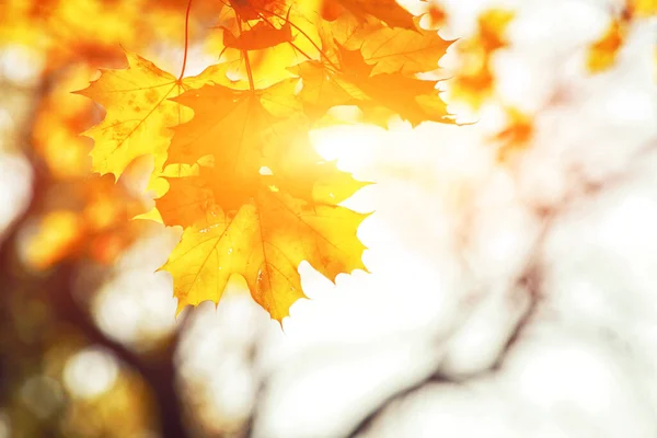 Bello Sfondo Autunnale Con Foglie Gialle Rosse — Foto Stock