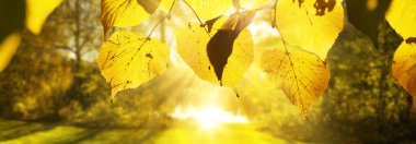 Sarı ve kırmızı yapraklı güzel sonbahar arkaplanı.