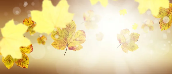 Schöne Herbst Hintergrund Mit Gelben Und Roten Blättern — Stockfoto