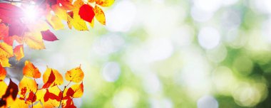 Sarı ve kırmızı yapraklı güzel sonbahar arkaplanı.