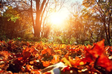 Sarı ve kırmızı yapraklı güzel sonbahar arkaplanı.