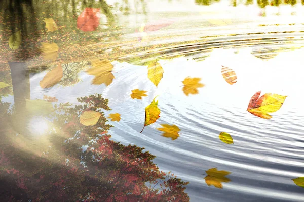 美丽的秋天背景 黄红相间的叶子 — 图库照片