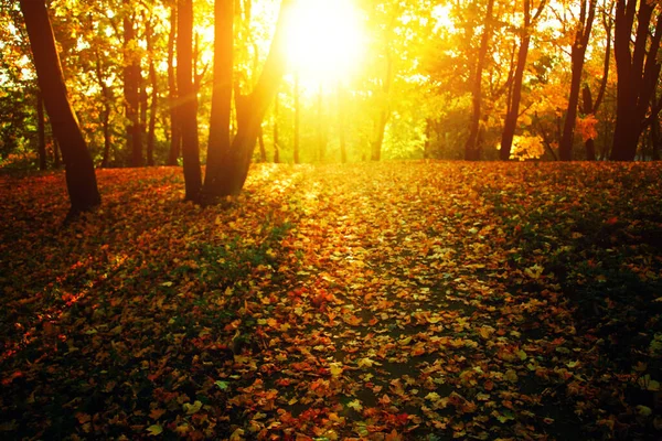 Krásné Podzimní Pozadí Žlutými Červenými Listy — Stock fotografie