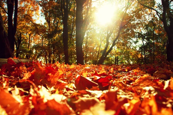 Красивый Осенний Фон Желтыми Красными Листьями — стоковое фото