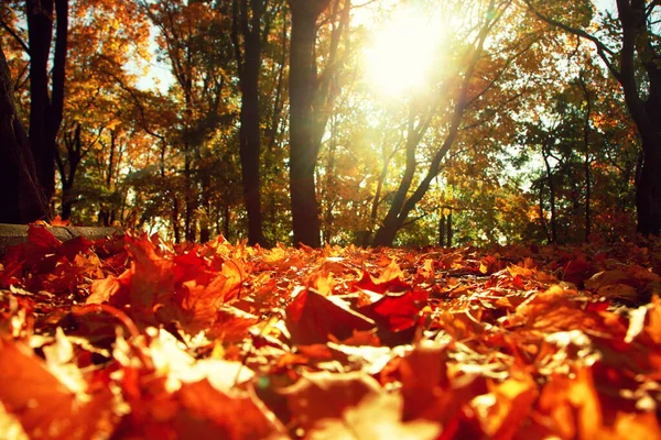 Bello Sfondo Autunnale Con Foglie Gialle Rosse — Foto Stock