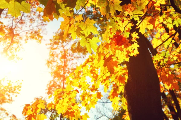 Mooie Herfst Achtergrond Met Gele Rode Bladeren — Stockfoto