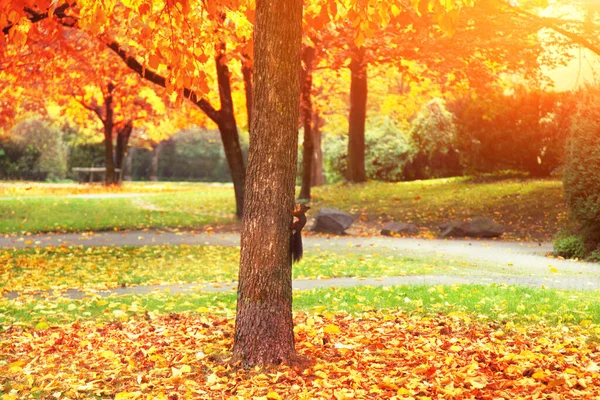 Mooie Herfst Achtergrond Met Gele Rode Bladeren — Stockfoto