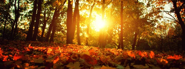 Bello Sfondo Autunnale Con Foglie Gialle Rosse — Foto Stock