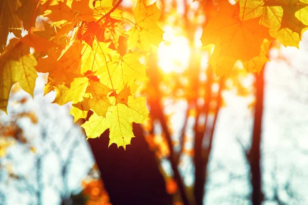 Schöne Herbst Hintergrund Mit Gelben Und Roten Blättern — Stockfoto