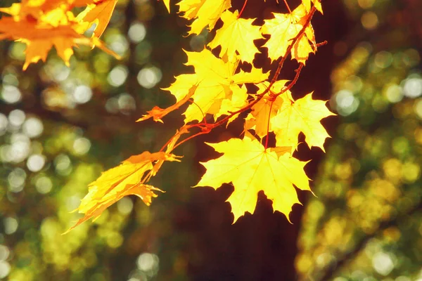 Mooie Herfst Achtergrond Met Gele Rode Bladeren — Stockfoto