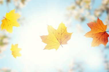 Sarı ve kırmızı yapraklı güzel sonbahar arkaplanı.