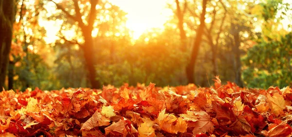 Mooie Herfst Achtergrond Met Gele Rode Bladeren — Stockfoto