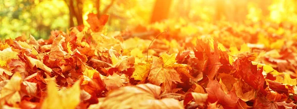黄色と赤の葉で美しい秋の背景 — ストック写真
