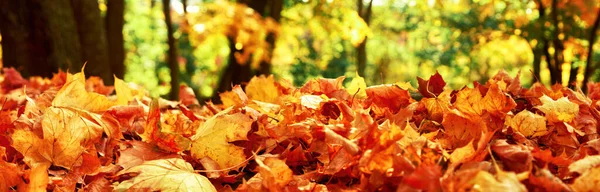 Fundo Outono Bonito Com Folhas Amarelas Vermelhas — Fotografia de Stock