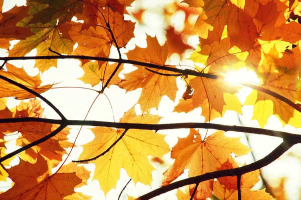 Mooie Herfst Achtergrond Met Gele Rode Bladeren — Stockfoto