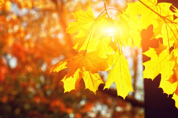 Hermoso Fondo Otoño Con Hojas Amarillas Rojas —  Fotos de Stock