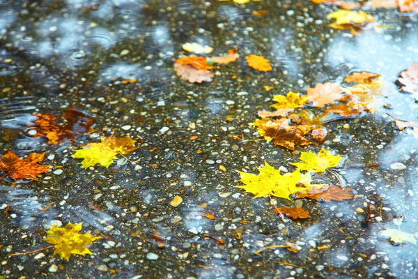 Beautiful Autumn Background Yellow Red Leaves — Stock Photo, Image