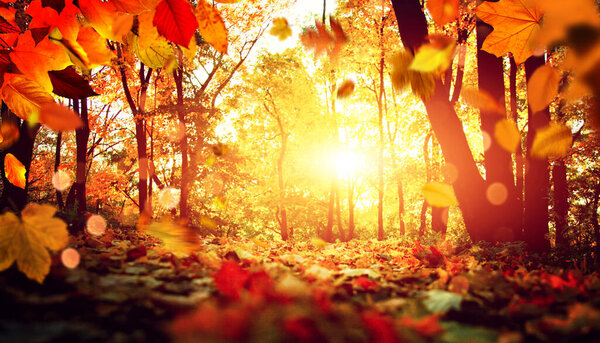 Beautiful autumn background with yellow and red leaves.