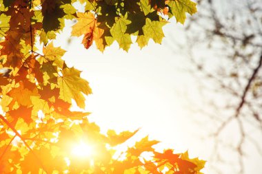 Sarı ve kırmızı yapraklı güzel sonbahar arkaplanı.