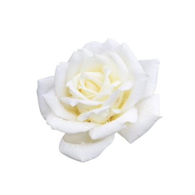 Botanik bahçesinden doğal bir gül