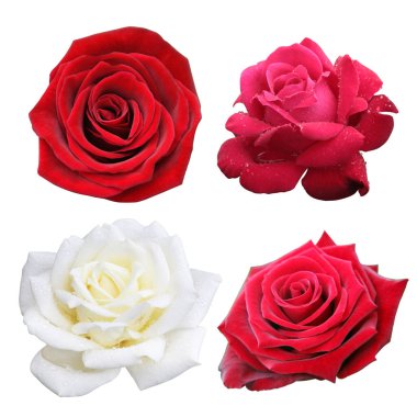 Botanik bahçesinden doğal bir gül