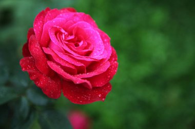 Botanik bahçesinden doğal bir gül