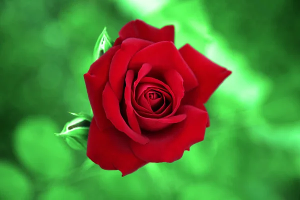 Естественная Роза Ботанического Сада — стоковое фото