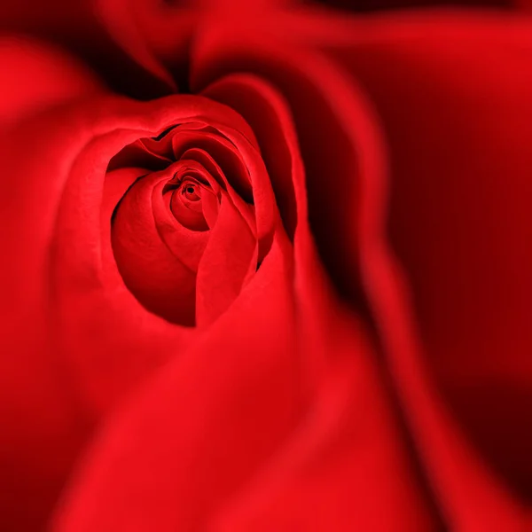Природна Троянда Ботанічного Саду — стокове фото