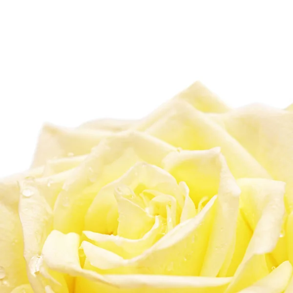 Natürliche Rose Aus Dem Botanischen Garten — Stockfoto