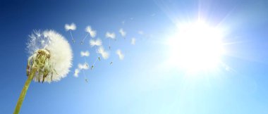 Karahindiba ile güzel rüya gibi bahar doğası arka planı