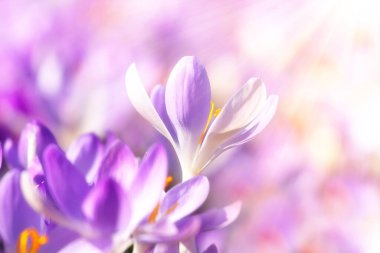 Karda büyüyen güzel timsahlar. İlk bahar çiçekleri