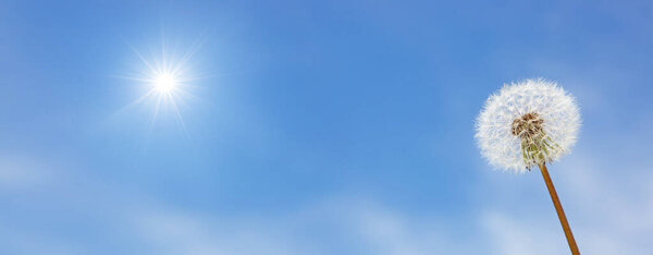 Прекрасный сказочный весенний фон с одуванчиком